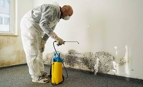 Why You Should Choose Our Mold Remediation Services in Galt, CA